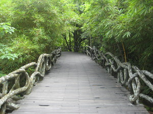 Yanoda rainforest
